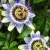 Passiflora ne işe yarar?